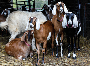 goat-farm
